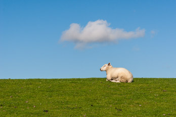 Schaf auf Nordstrand